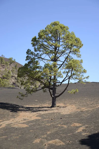 Pino Canario Tenerife —  Fotos de Stock