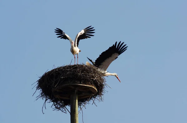 White Stork Couple Arrival Departure — стоковое фото