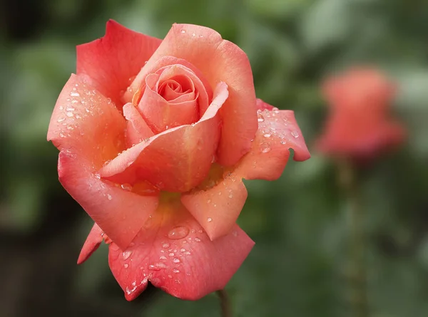 Rosa Rose Ave Maria — Stockfoto