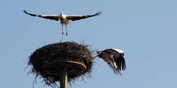 White Stork Couple Arrival Departure — Stockfoto