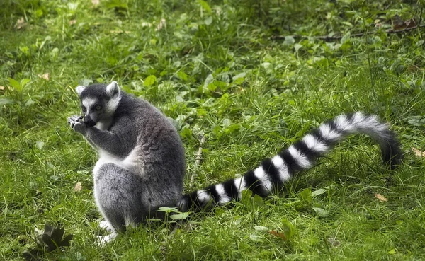 環尾輪動物 植物や動物 — ストック写真