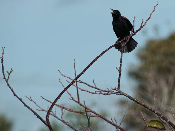 Red Winged Blackbird Calling Out Top Tree — Stock Photo, Image