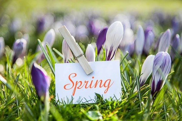 Vårkrokusar Flora Och Kronblad — Stockfoto