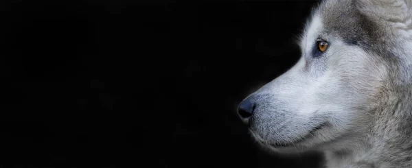 Evcil Hayvanlar Seçici Odaklanma — Stok fotoğraf