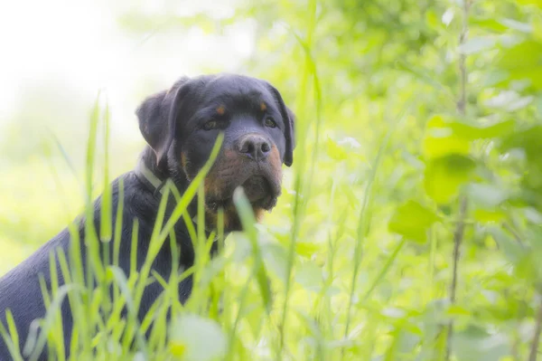 Portret Van Een Schattige Hond — Stockfoto