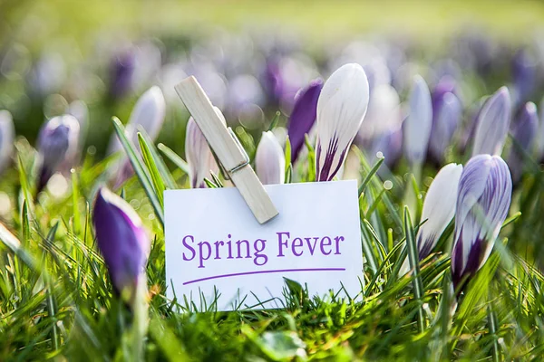 Fialové Krokusy Okvětní Lístky Jarních Květů — Stock fotografie