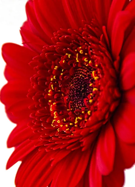 Гербера Вазе Окне Красного Цветка Крупным Планом — стоковое фото