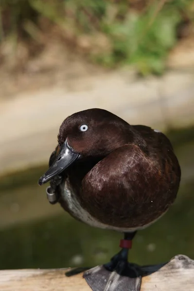 Critically Endangered Rare Duck — Stock Photo, Image