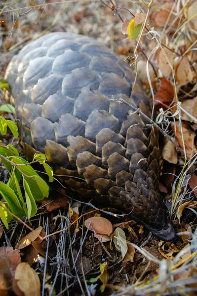 Schilderachtig Uitzicht Het Natuurlijke Landschap — Stockfoto