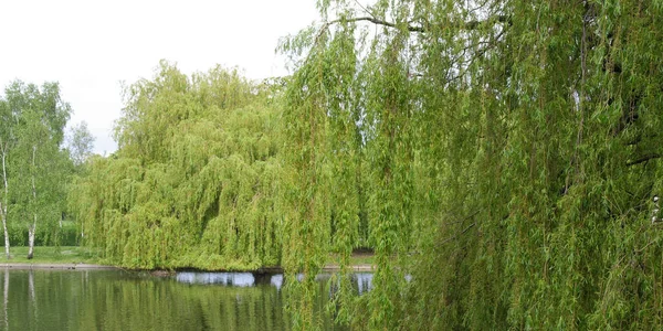 Regent Park Landskab London England Storbritannien - Stock-foto