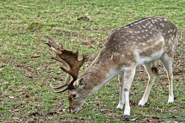 Nature Wild Animal Fallow Deer Animals Wildlife — Stock Photo, Image