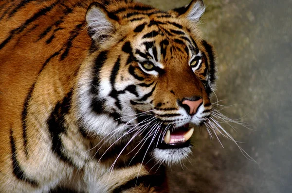 Tigre Selvagem Predador Felino — Fotografia de Stock