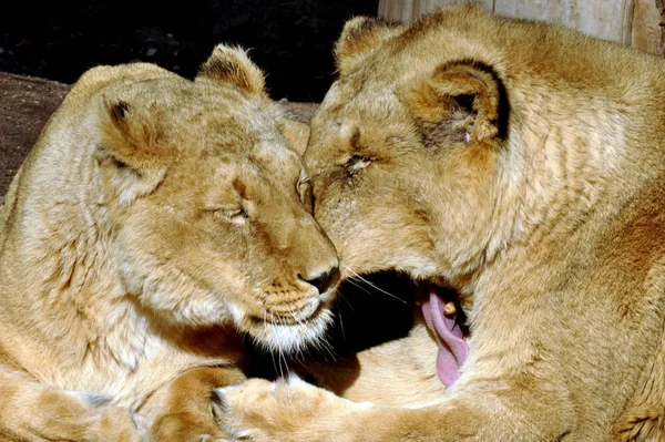 Encerramento Animais Jardim Zoológico — Fotografia de Stock