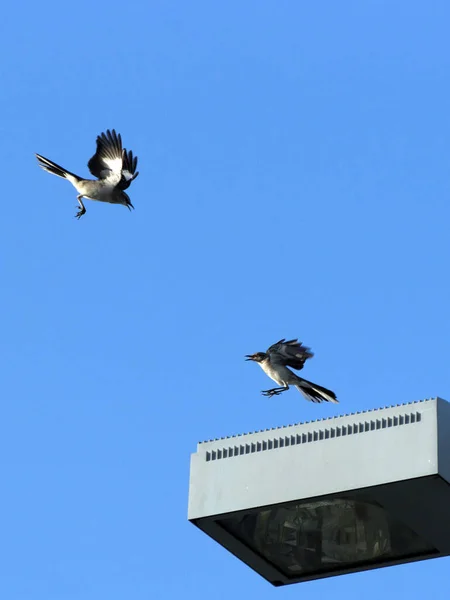 Kuzeyli Alaycı Kuş Saldırganca Birbirlerine Doğru Uçuyorlar Bölge Için Kavga — Stok fotoğraf