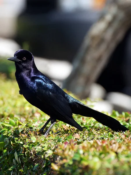 Irizáló Hím Csónak Farkú Grackle Sövényen — Stock Fotó