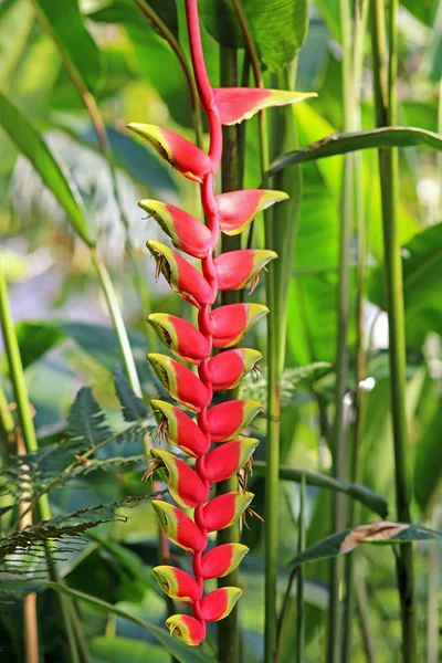 Perroquet Tropical Fleur Heliconia Velutina — Photo