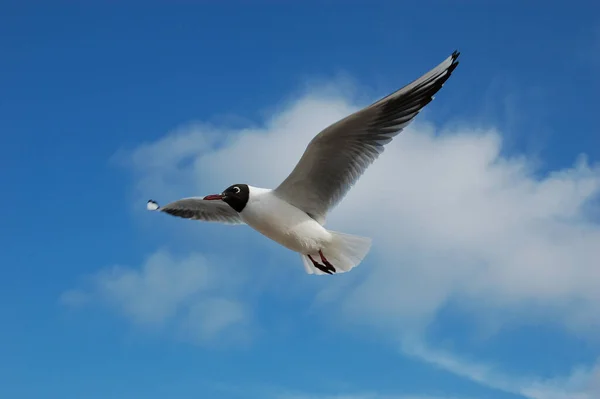 해안으로 날아가는 갈매기 — 스톡 사진