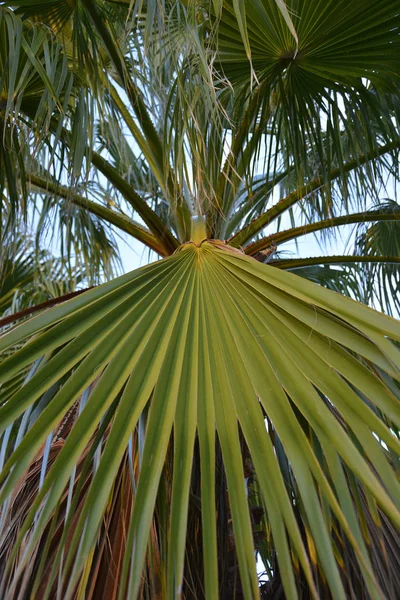 Detail Van Een Palmboom — Stockfoto