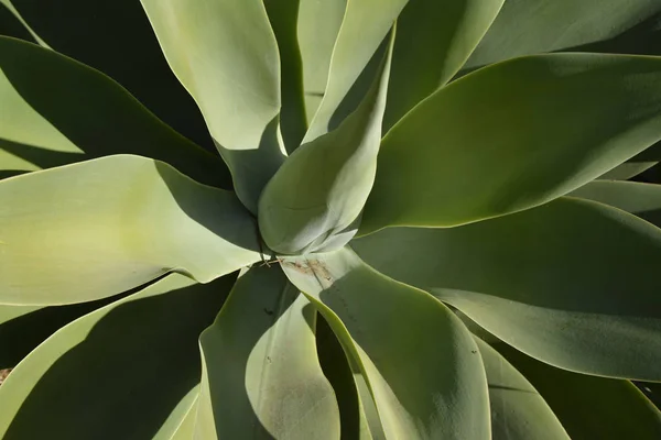 Тропічна Рослина Кактус Ботанічна Флора — стокове фото