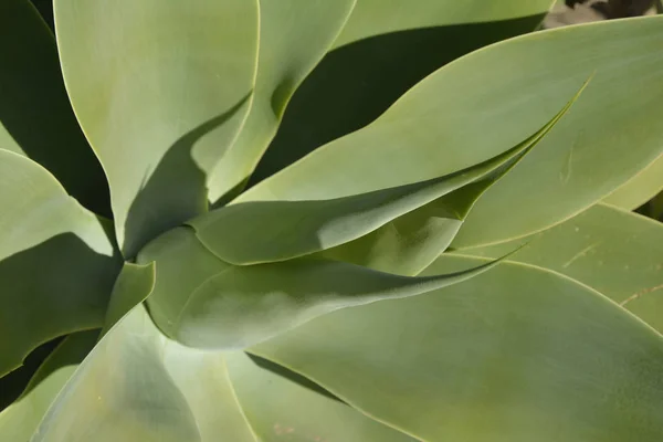 Exotischer Tropischer Pflanzenkaktus — Stockfoto
