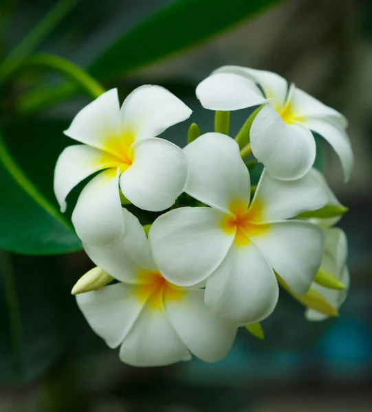 Plumeria Frangipanis Einer Natürlichen Umgebung Einschließlich Der Blätter Flacher Dof — Stockfoto