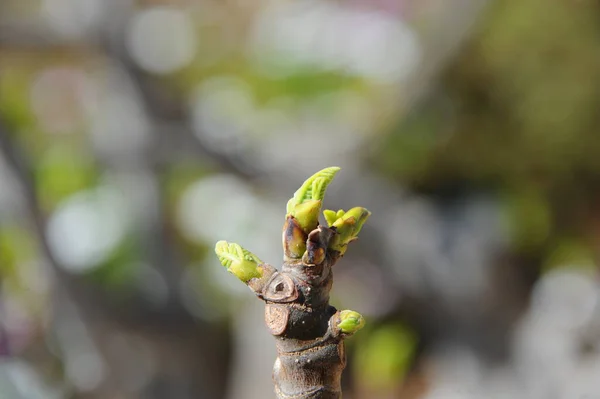 Feigenfrüchte Baumgrüne Blätter Obstbaum — Stockfoto