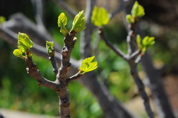 Figueira Folhas Verdes Árvore Árvore Fruto — Fotografia de Stock