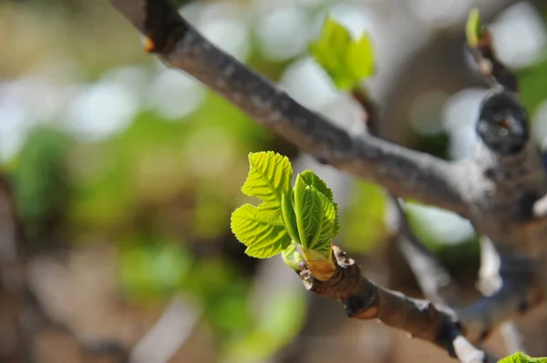Ncir Meyveleri Ağaç Yeşil Yapraklar Meyve Ağaçları — Stok fotoğraf
