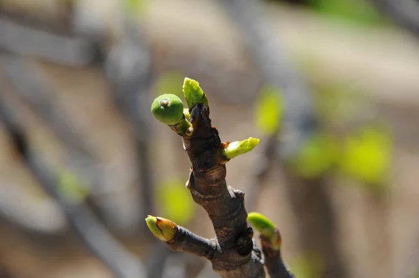 Feigenbaum Grüne Blätter Obstbaum — Stockfoto