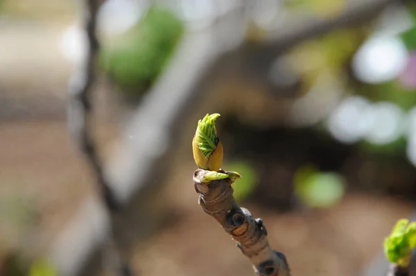 Feigenbaum Grüne Blätter Obstbaum — Stockfoto