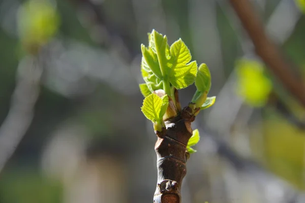 Fig Fruits Tree Green Leaves Fruit Tree — Stock Photo, Image