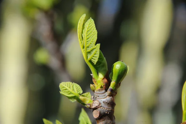 Vijgenvruchten Boomgroene Bladeren Fruitboom — Stockfoto