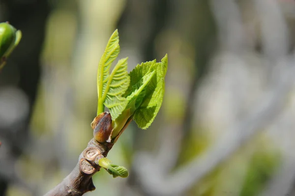 Vijgenvruchten Boomgroene Bladeren Fruitboom — Stockfoto