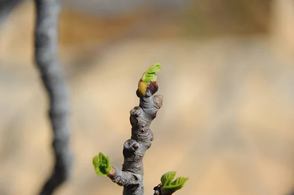 Vijgenvruchten Boomgroene Bladeren Fruitboom — Stockfoto