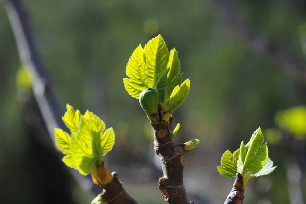 Figueira Folhas Verdes Árvore Árvore Fruto — Fotografia de Stock