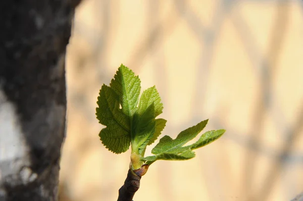 fig fruits, tree green leaves, fruit tree