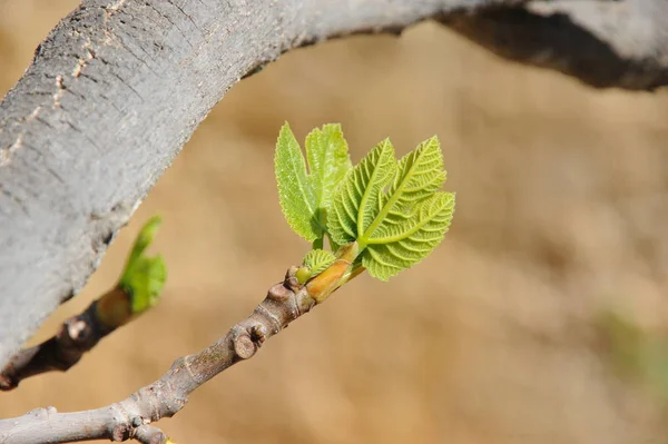 Vijgenboom Groene Bladeren Fruitboom — Stockfoto