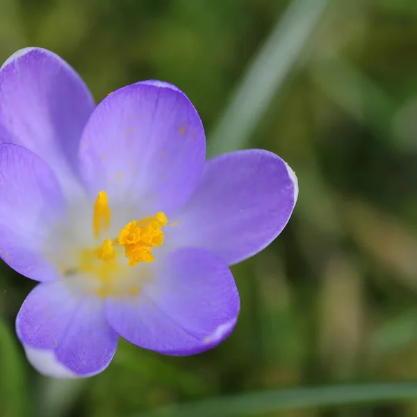 Krokusy Łąkowe Wiosenne Płatki Kwiatów — Zdjęcie stockowe