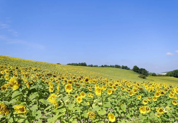 Sonnenblume Sonnigen Tag Ansicht — Stockfoto