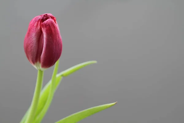 아름다운 꽃들을 바라봄 — 스톡 사진