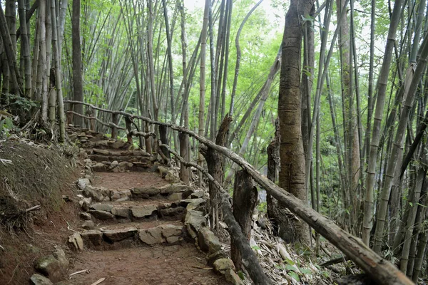 緑の竹の木植物の葉 — ストック写真