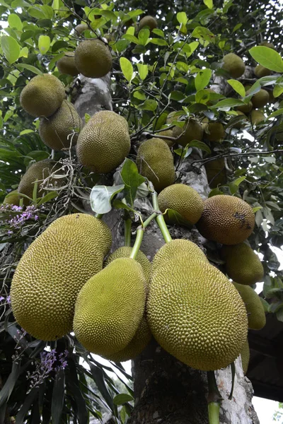 Jackfrucht Auf Einem Baum Der Nähe Des Dorfes Mae Hong — Stockfoto