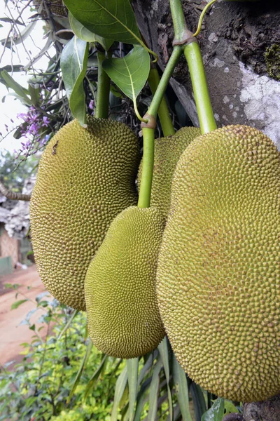 Jackfruechte Albero Vicino Villaggio Mae Hong Figlio Nel Nord Della — Foto Stock