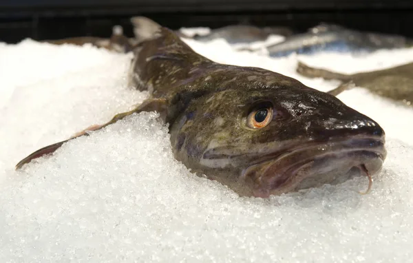 Peixe Fresco Gelo — Fotografia de Stock