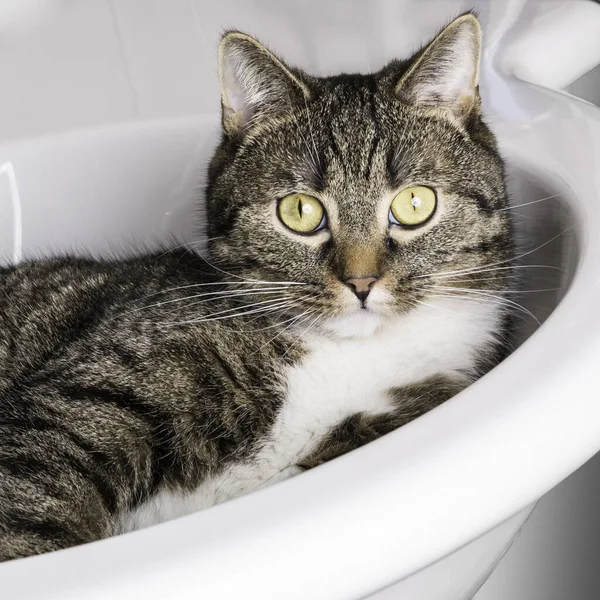 Gato Relajante Baño —  Fotos de Stock