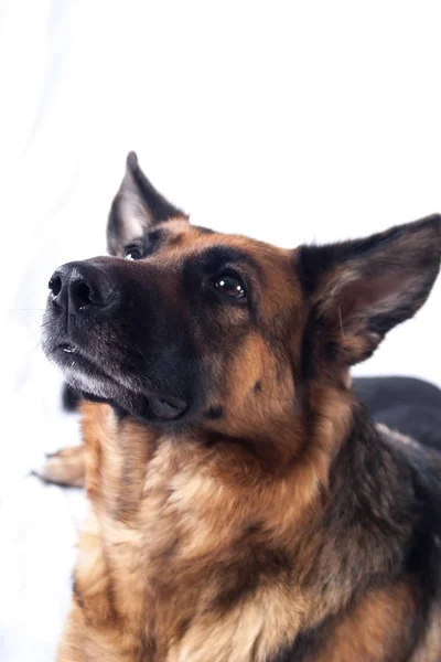 Tyska Herde Hund Djur Husdjur — Stockfoto