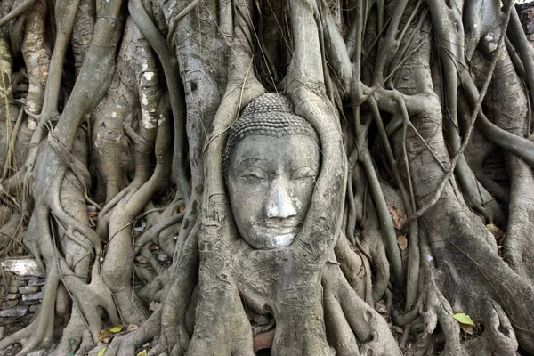 タイのバンコクの北にあるアユタヤの寺院都市にあるプラ マハの木のスティンクフに織り込まれたものの1つ — ストック写真