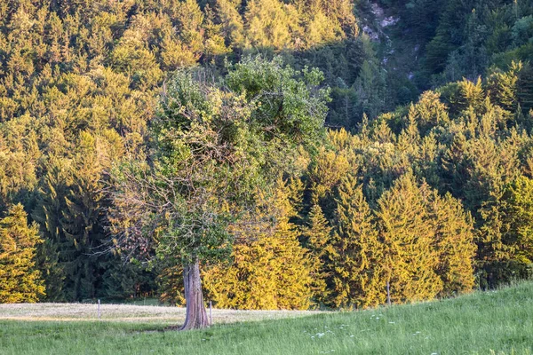 Baum Chiemgau Bayern Niemieckie — Zdjęcie stockowe