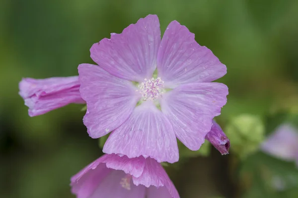 ドイツのバイエルン州チエムガウの花です — ストック写真