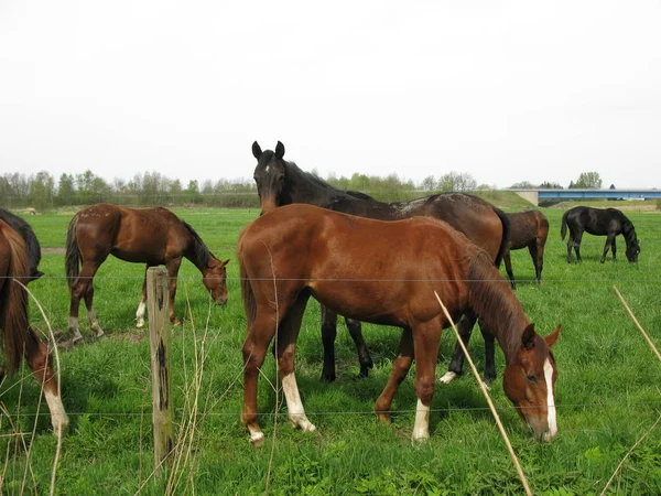 Caballos Aire Libre Durante Día —  Fotos de Stock